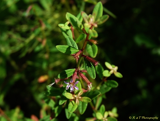 {Lythrum curtissii}